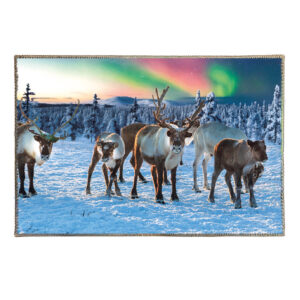 Reindeer in the mountain